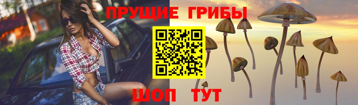 Псилоцибиновые грибы прущие грибы  Вход с VPN  Тосно 